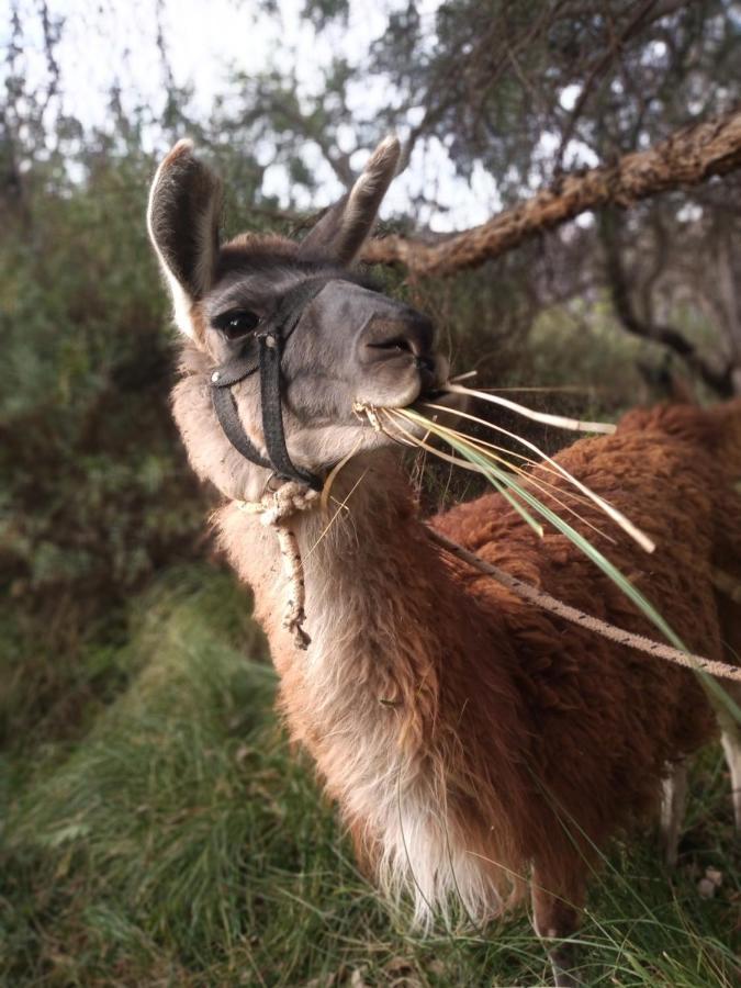 Dormir Con Llamas Maimará Екстериор снимка