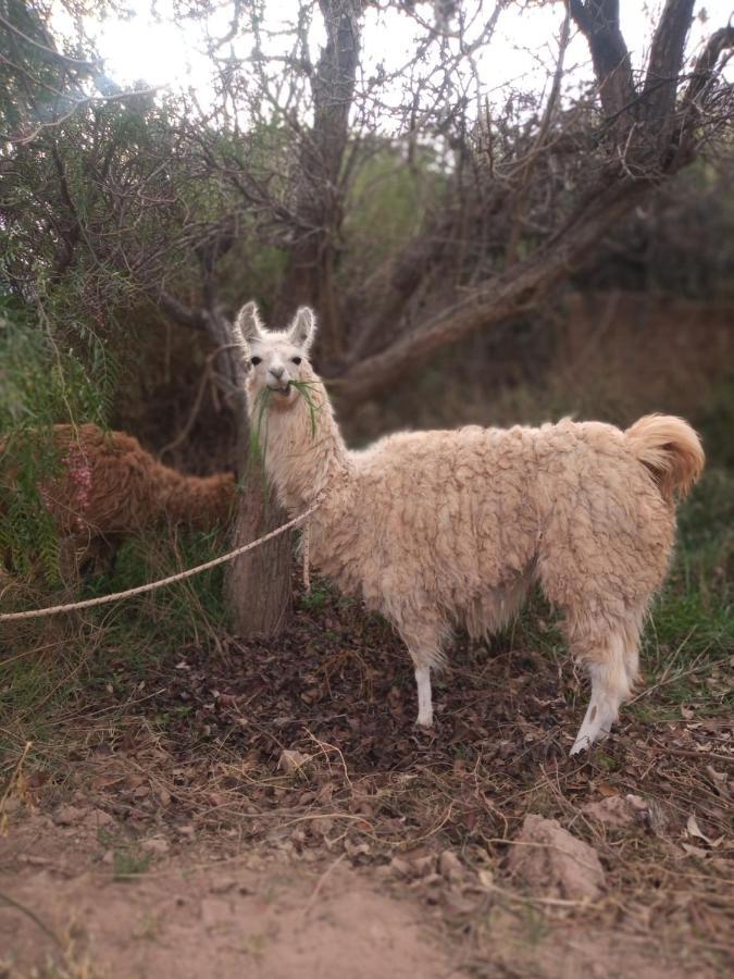 Dormir Con Llamas Maimará Екстериор снимка