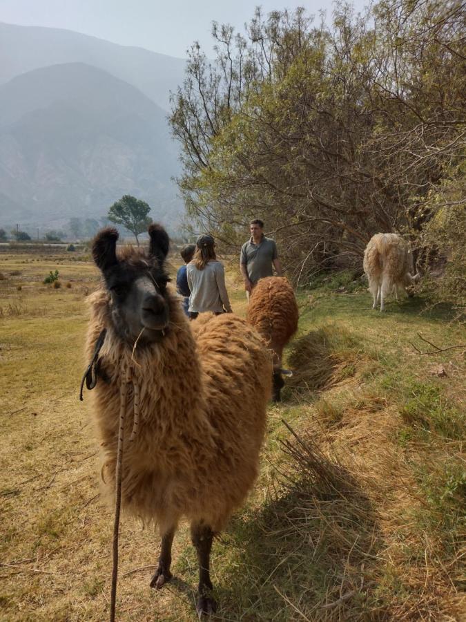 Dormir Con Llamas Maimará Екстериор снимка