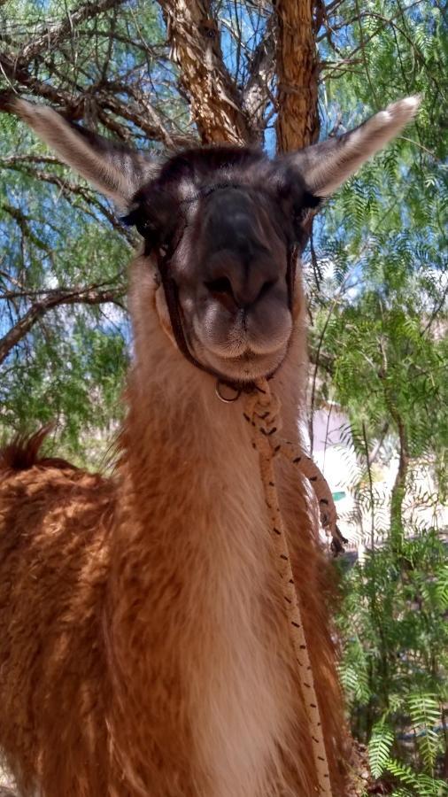 Dormir Con Llamas Maimará Екстериор снимка