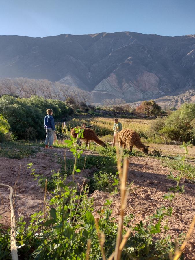 Dormir Con Llamas Maimará Екстериор снимка